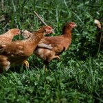 Fazenda da Toca – Mantiqueira Brasil – 2