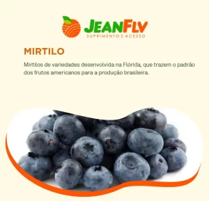 Mirtilos de variedades desenvolvida na Flórida, que trazem o padrão dos frutos americanos para a produção brasileira.