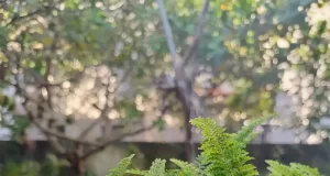 Os projetos dos Jardim em Miniatura são entregues de forma personalizada para esta data especial, com frete gratuito para a cidade de Aracaju.