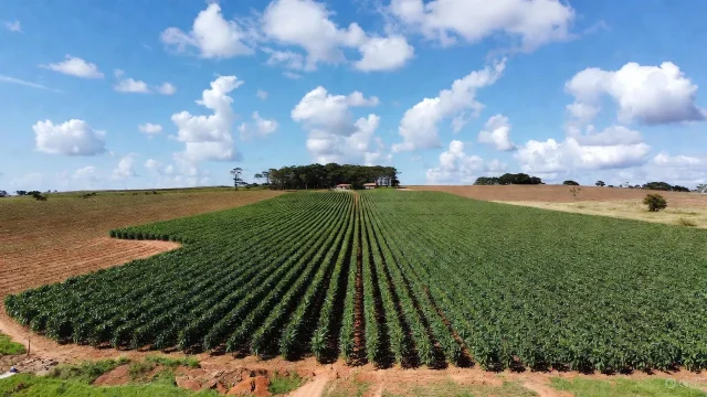 Indústria e Agropecuária puxam crescimento, enquanto Serviços mantém estabilidade; Economia brasileira soma R$ 3,2 trilhões no período.