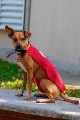 Bradesco realiza Super Pix Dog Day em parceria com ONG, promovendo ado&ccedil;&atilde;o de c&atilde;es, doa&ccedil;&otilde;es e engajamento em a&ccedil;&atilde;o de marketing de experi&ecirc;ncia.