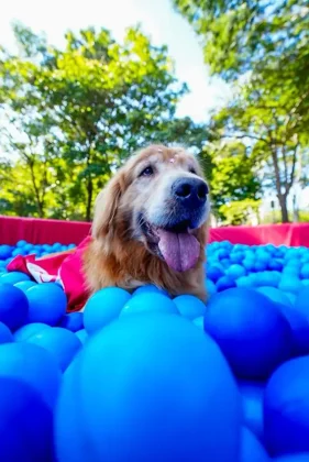 Bradesco realiza Super Pix Dog Day em parceria com ONG, promovendo ado&ccedil;&atilde;o de c&atilde;es, doa&ccedil;&otilde;es e engajamento em a&ccedil;&atilde;o de marketing de experi&ecirc;ncia.