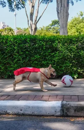 Bradesco realiza Super Pix Dog Day em parceria com ONG, promovendo ado&ccedil;&atilde;o de c&atilde;es, doa&ccedil;&otilde;es e engajamento em a&ccedil;&atilde;o de marketing de experi&ecirc;ncia.