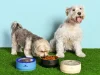 Stanley lança linha de comedouros e bebedouros para pets no Brasil Marca conhecida por copos térmicos inicia pré-venda exclusiva do Pet Bowl para membros do hub Legionários.