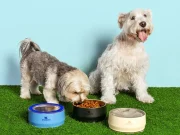Stanley lança linha de comedouros e bebedouros para pets no Brasil Marca conhecida por copos térmicos inicia pré-venda exclusiva do Pet Bowl para membros do hub Legionários.