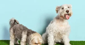 Marca conhecida por copos térmicos inicia pré-venda exclusiva do Pet Bowl para membros do hub Legionários.