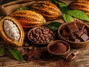 Lei define quantidade mínima de cacau em chocolates e segue para sanção presidencial Cacau e chocolate dispostos sobre mesa rústica de madeira, com frutos de cacau abertos, amêndoas, barras de chocolate e cacau em pó, em composição artesanal.