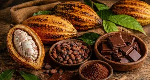 Cacau e chocolate dispostos sobre mesa rústica de madeira, com frutos de cacau abertos, amêndoas, barras de chocolate e cacau em pó, em composição artesanal.