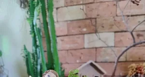 Jardim em Miniatura lança catálogo de terrários e mini jardins para o Dia das Mães, com foco em presentes afetivos e duradouros.