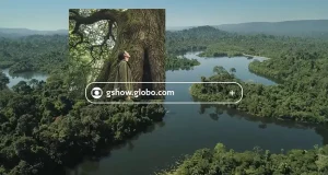Vale e Globo lançam a campanha "Um Brasil de Árvores" e convidam brasileiros a escolher a árvore que representa o país em uma enquete nacional.