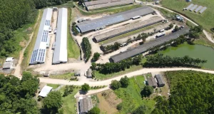 Seara supera R$ 4 bilhões investidos no SuperAgro em dez anos. Plataforma reúne mais de 9 mil granjas e incentiva tecnologia, desempenho e capacitação.